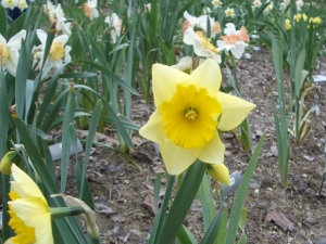 Lots of brightly colored daffodils