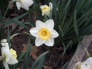 Good color and form on this seedling daffodil