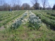 More rows of Daffodils