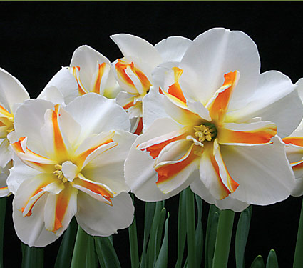 Daffodil Trepolo