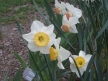 And more of those wonderful daffodils