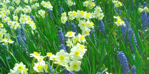 MOBOT daffodils image