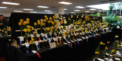 Daffodil Show image
